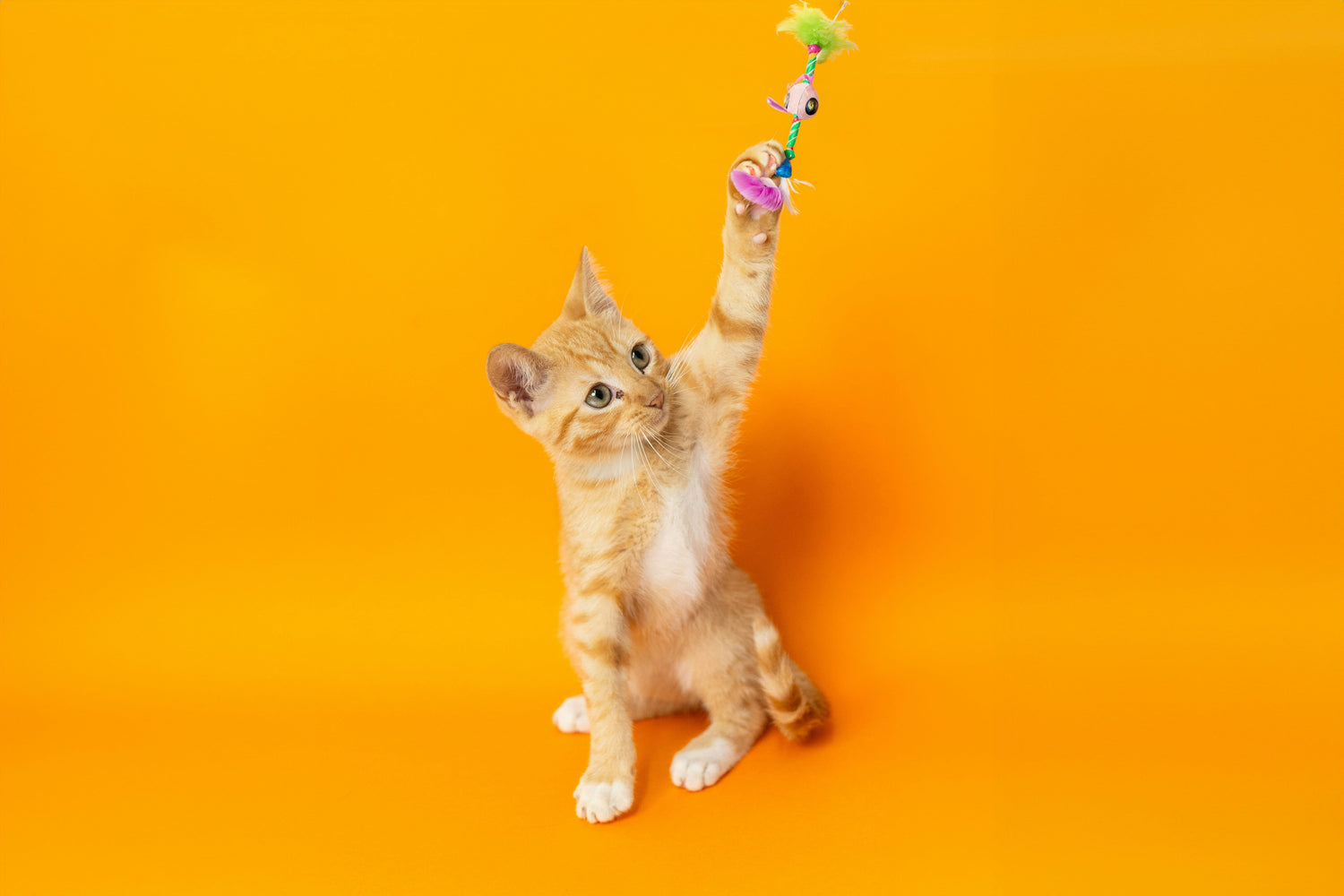 Cat Toys