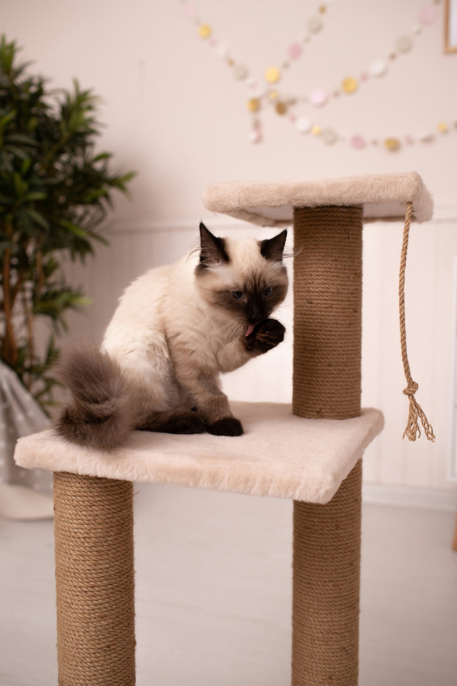 Cat Trees & Condos