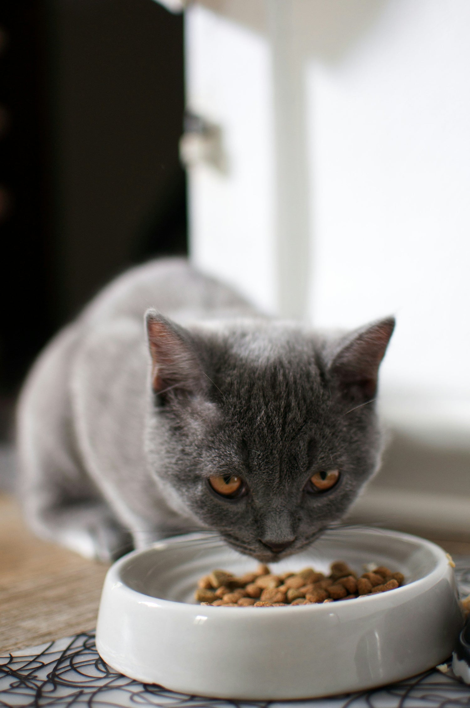 Cat Food Bowls